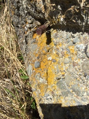 Flavoplaca citrina
