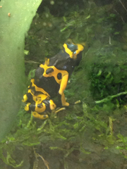 Dendrobates leucomelas