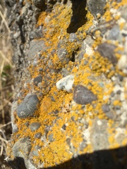 Flavoplaca citrina