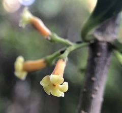 Alyxia stellata