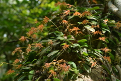 Bulbophyllum taiwanense