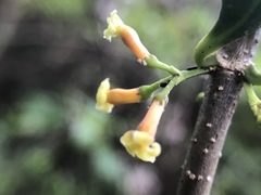Alyxia stellata