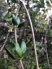 Alyxia stellata