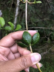 Alyxia stellata