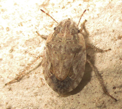 Sciocorini
