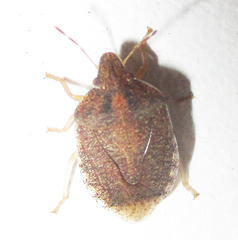 Humria bimaculicollis