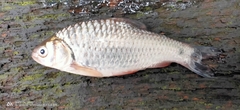 Systomus orphoides