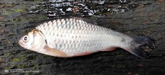Systomus orphoides