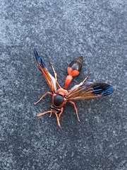 Delta dimidiatipenne