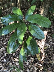 Psychotria hawaiiensis hillebrandii