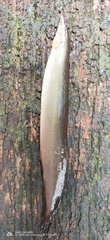 Macrognathus siamensis