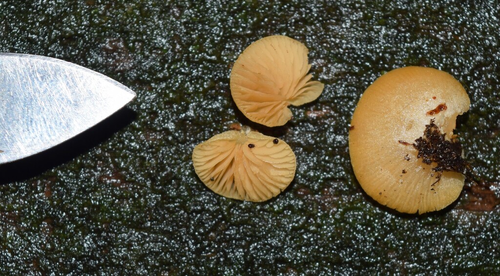 Crepidotus praecipuus · July 2025 · photo: © davidwhyte (iNaturalist, cc-by-sa)