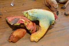 Butyriboletus pseudoregius