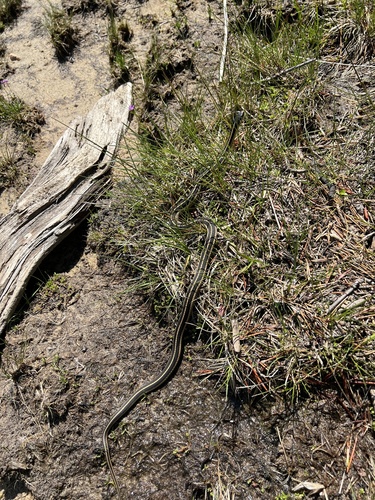 iNaturalist observation photo of Mountain Garter Snake