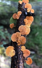 Favolaschia calocera