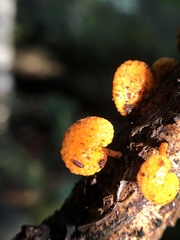 Favolaschia calocera
