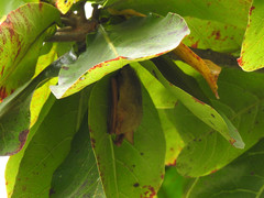 Myotis formosus flavus