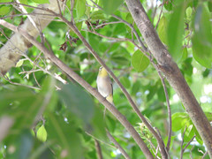 Zosterops simplex simplex