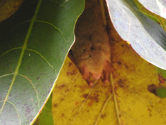 Myotis formosus flavus