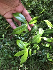 Alyxia stellata