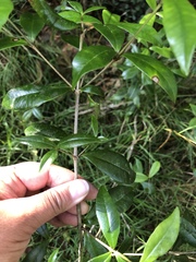 Alyxia stellata