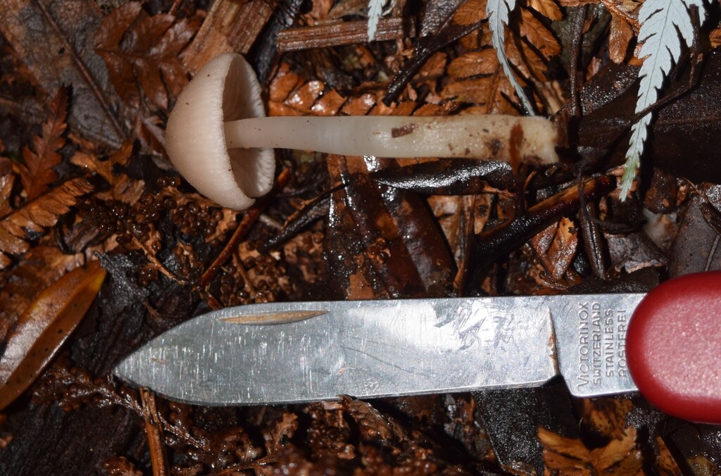 Entoloma albidosimulans