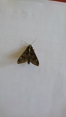 Sphingomorpha chlorea