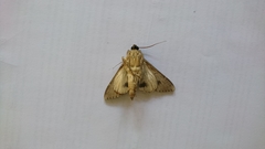 Sphingomorpha chlorea