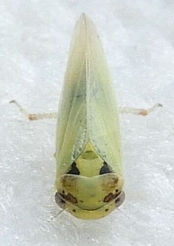 Leafhopper