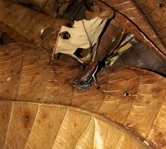 Epipedobates boulengeri