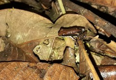 Epipedobates boulengeri