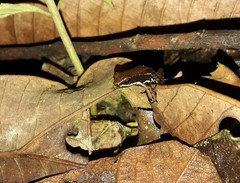 Epipedobates boulengeri