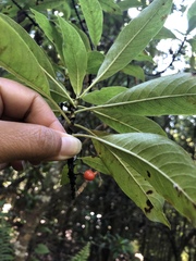 Coprosma rhynchocarpa