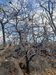 Brachychiton chillagoensis