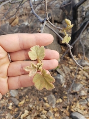 Brachychiton chillagoensis