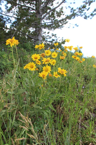 Rocky Mountain Dwarf Sunflower (Helianthella uniflora)