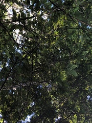 Sophora chrysophylla