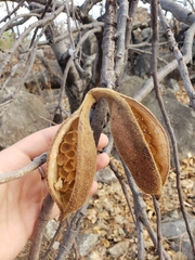 Brachychiton chillagoensis