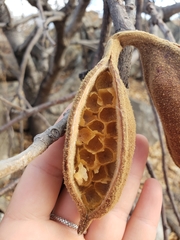 Brachychiton chillagoensis