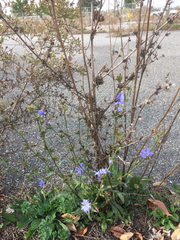 Cichorium intybus