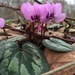 Cyclamen coum caucasicum - Photo (c) Елена, some rights reserved (CC BY-NC), uploaded by Елена