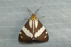 Utetheisa abraxoides