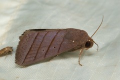 Asta quadrilinea