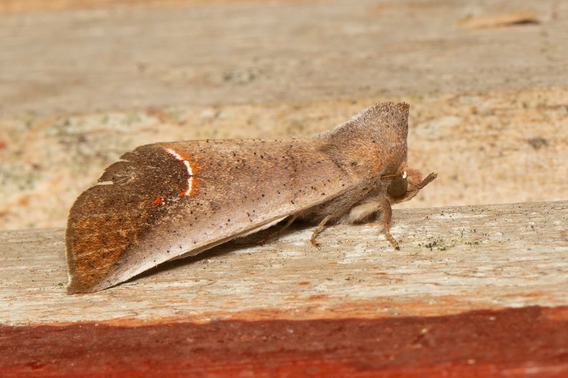 Goniophila niphosticha