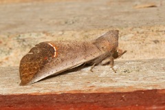 Goniophila niphosticha