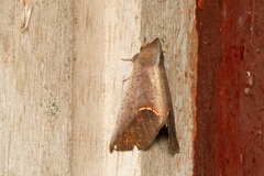 Goniophila niphosticha