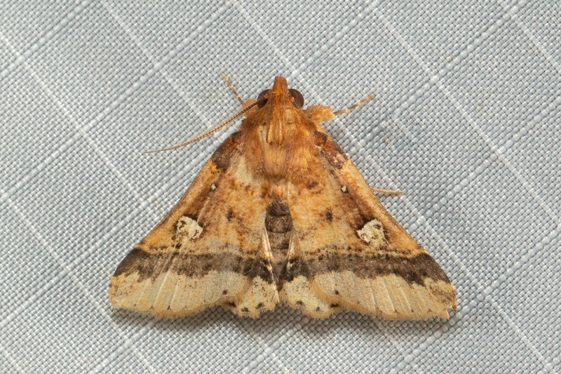 Bertula owadai