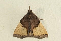 Ochrotrigona triangulifera