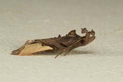 Ochrotrigona triangulifera