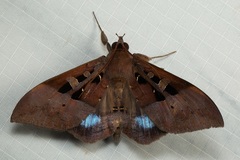Ischyja marapok